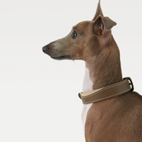 "Wave" Leather Dog Collar